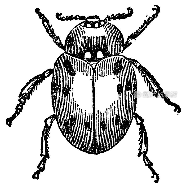 瓢虫|古董动物插图